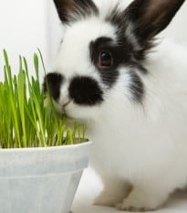 Tráva pre králiky - semená trávy pre králiky - 15 g