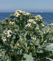 BIO Katran prímorský - Crambe maritima - bio semená katrán - 4 ks