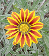Gazánia Siesta Yellow Flame F1 - Gazania rigens - semená gazánie - 20 ks