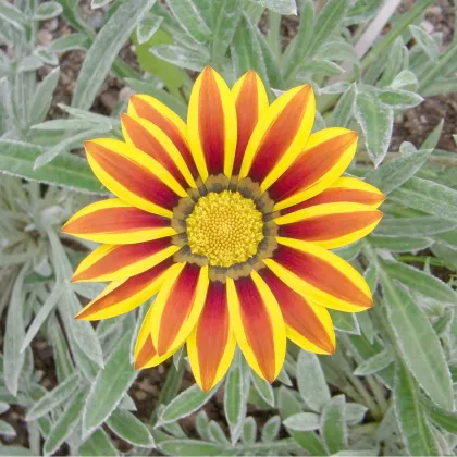 Gazánia Siesta Yellow Flame F1 - Gazania rigens - semená gazánie - 20 ks