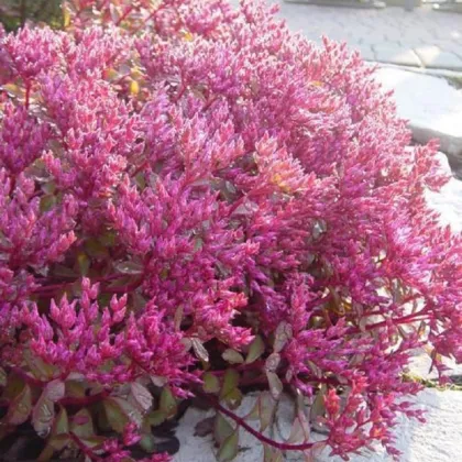 Rozchodník pochybný Voodoo - Sedum spúrium - semená rozchodníka - 50 ks