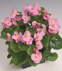 Begónia Super Olympia Pink F1 - Begonia semperflorens - semená begónie - 20 ks