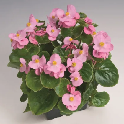 Begónia Super Olympia Pink F1 - Begonia semperflorens - semená begónie - 20 ks