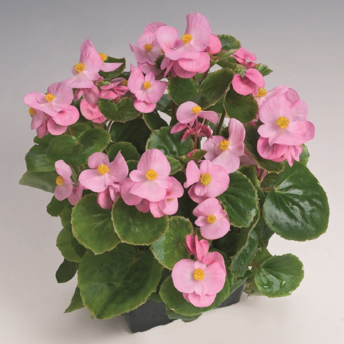 Begónia Super Olympia Pink F1 - Begonia semperflorens - semená begónie - 20 ks