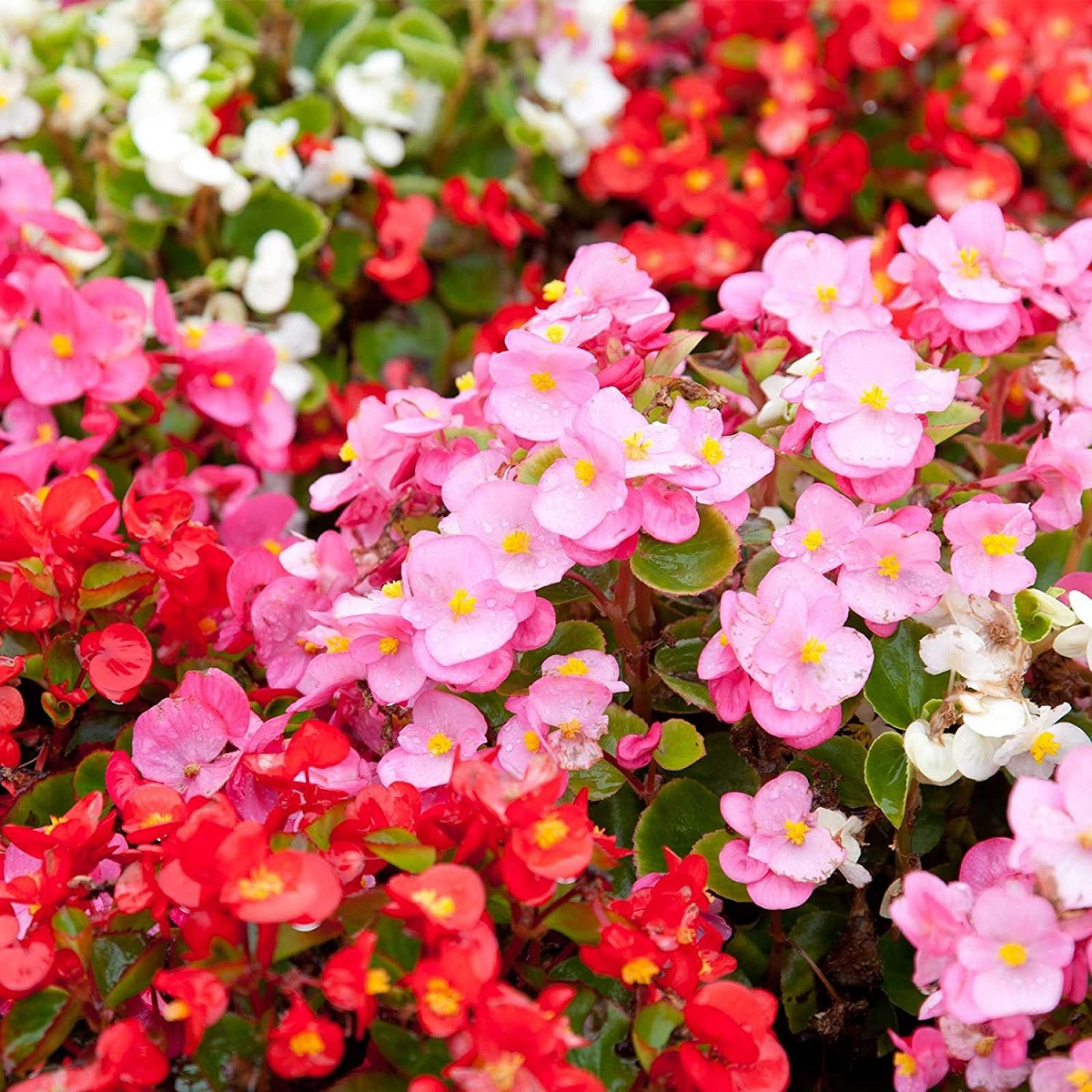 Begónia Coctail - Begonia semperflorens - semena begónie - 12 ks
