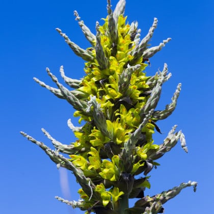 Puya Chilensis - Puya Chilensis - semená puye - 5 ks