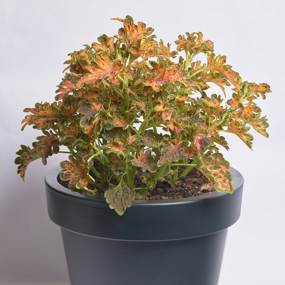 Africká pŕhľava Wizard Scarlet - Coleus blumei - semená africkej pŕhľavy - 30 ks