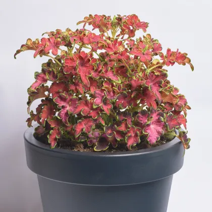 Africká žihľava Wizard Velvet Rose - Coleus blumei - semená africkej žihľavy - 30 ks