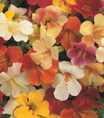 Čarodejka skrížená Magic Mix F1 - zmes - Mimulus hybridus - semená - 50 ks