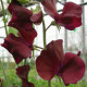 Hrachor Sunshine Burgundy - Lathyrus odoratus - semená hrachora - 12 ks