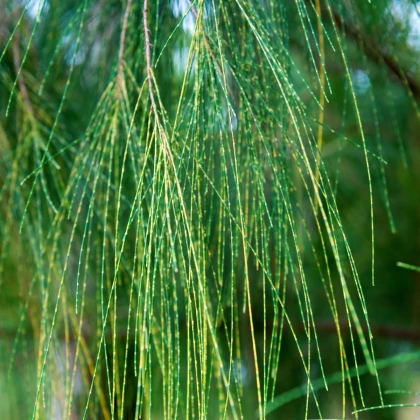 Tropický dub - Casuarina Cunninghamiana - semená duba - 5 ks