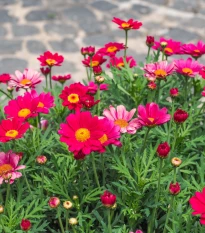 Margaréta Robinson ružová zmes - Tanacetum coccineum - semená margaréty - 100 ks