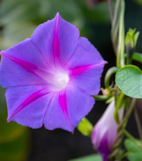 BIO Povojník fialový - Ipomoea purpurea - semená povojníka - 30 ks