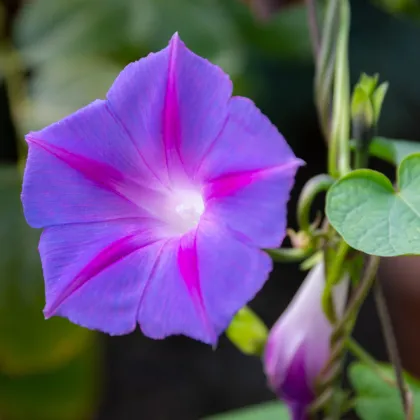 BIO Povojník fialový - Ipomoea purpurea - semená povojníka - 30 ks