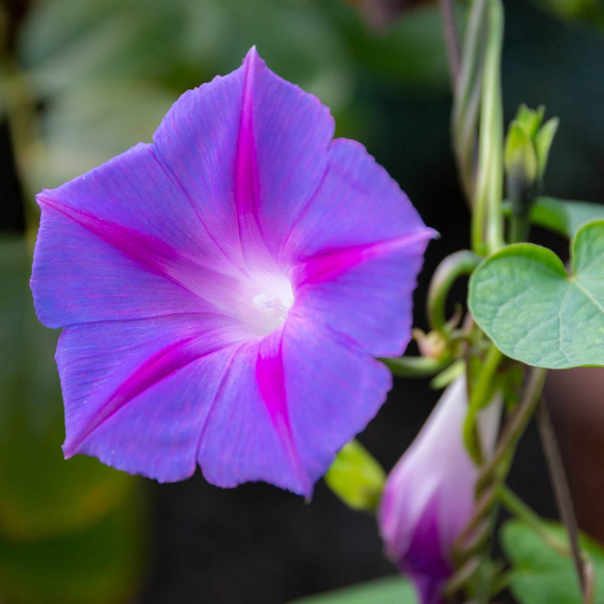 BIO Povojník fialový - Ipomoea purpurea - semená povojníka - 30 ks