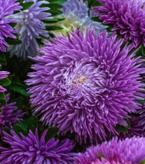 Astra čínska Princess Scharlach - Callistephus chinensis - semená astry - 50 ks