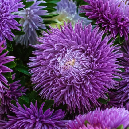 Astra čínska Princess Scharlach - Callistephus chinensis - semená astry - 50 ks