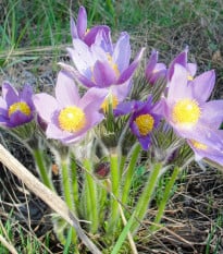 Poniklec alpinský Bells Violet - Pulsatilla alpina - semená ponikleca - 20 ks