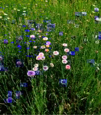 Strešná záhrada - semená Planta Naturalis - zmes - 10 g