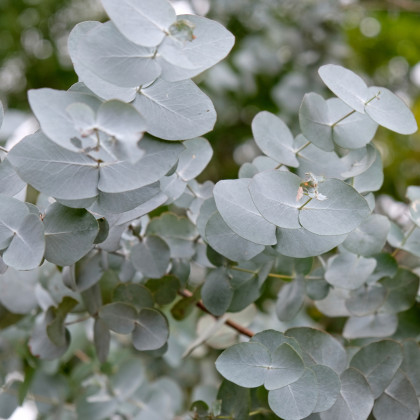 Eucalyptus cinerea - semená eukalyptu - 8 ks