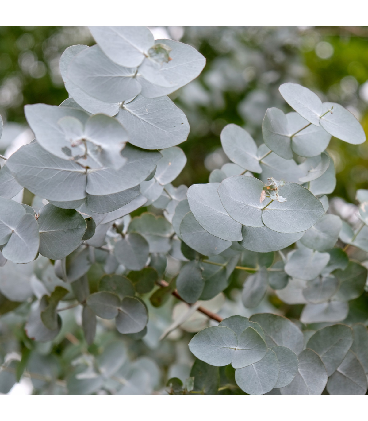Eucalyptus cinerea - semená eukalyptu - 8 ks