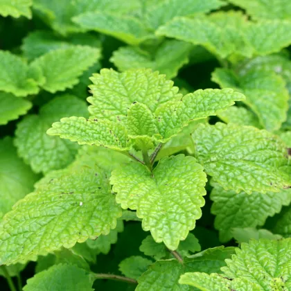 Medovka Limoncello - Melissa officinalis - semená medovky - 20 ks