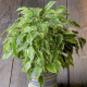 Figovník drobnolistý - Ficus benjamina - semená fikusa - 4 ks