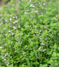 Tymián francúzsky letný - Thymus vulgaris - semená tymiánu - 50 ks