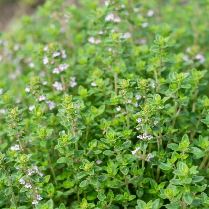 Tymián francúzsky letný - Thymus vulgaris - semená tymiánu - 100 ks