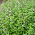 Tymián francúzsky letný - Thymus vulgaris - semená tymiánu - 100 ks