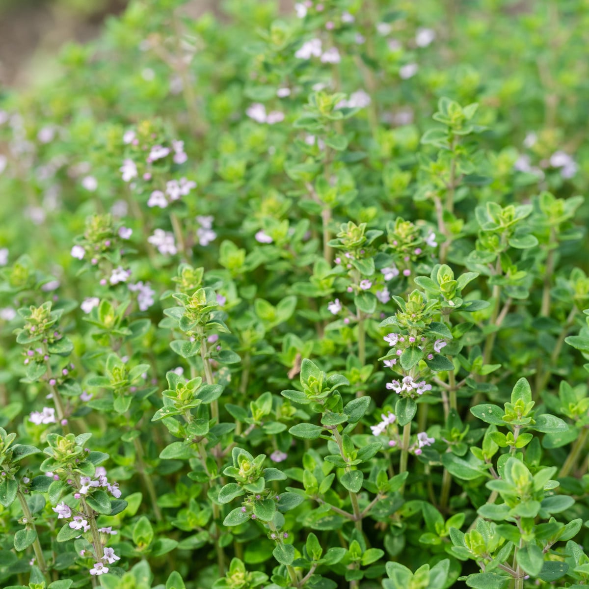 Tymián francúzsky letný - Thymus vulgaris - semená tymiánu - 100 ks