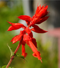 Šalvia šarlátová Lady in Red - Salvia coccinea - semená šalvie - 10 ks