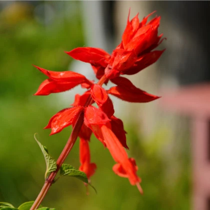 Šalvia šarlátová Lady in Red - Salvia coccinea - semená šalvie - 10 ks