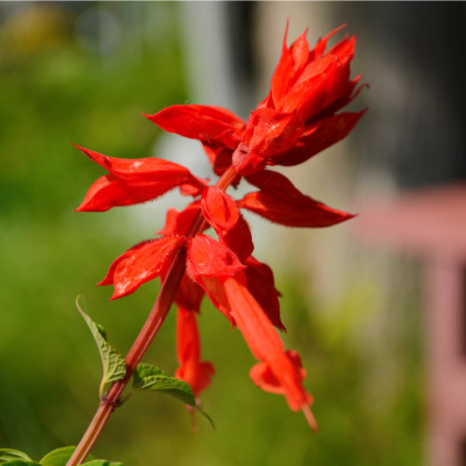 Šalvia šarlátová Lady in Red - Salvia coccinea - semená šalvie - 10 ks