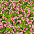 Begónie Big Pink Green Leaf F1 – Begonia benariensis – semená