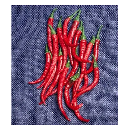 Kajenské korenie EXTRA dlhé - Capsicum annuum - semená - 6 ks