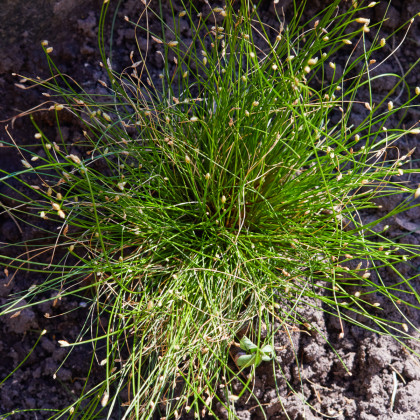 Isolepis Live Wire - Isolepis cernua - semená okrasných tráv - 10 ks