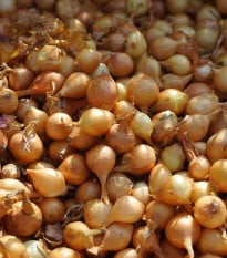 Cibuľa šalotka Yellow Moon jarná - Allium cepa - cibuľky - 10 ks