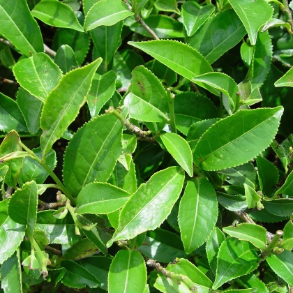 Black Tea Tree - Melaleuca bracteata - semená čajovníka - 20 ks