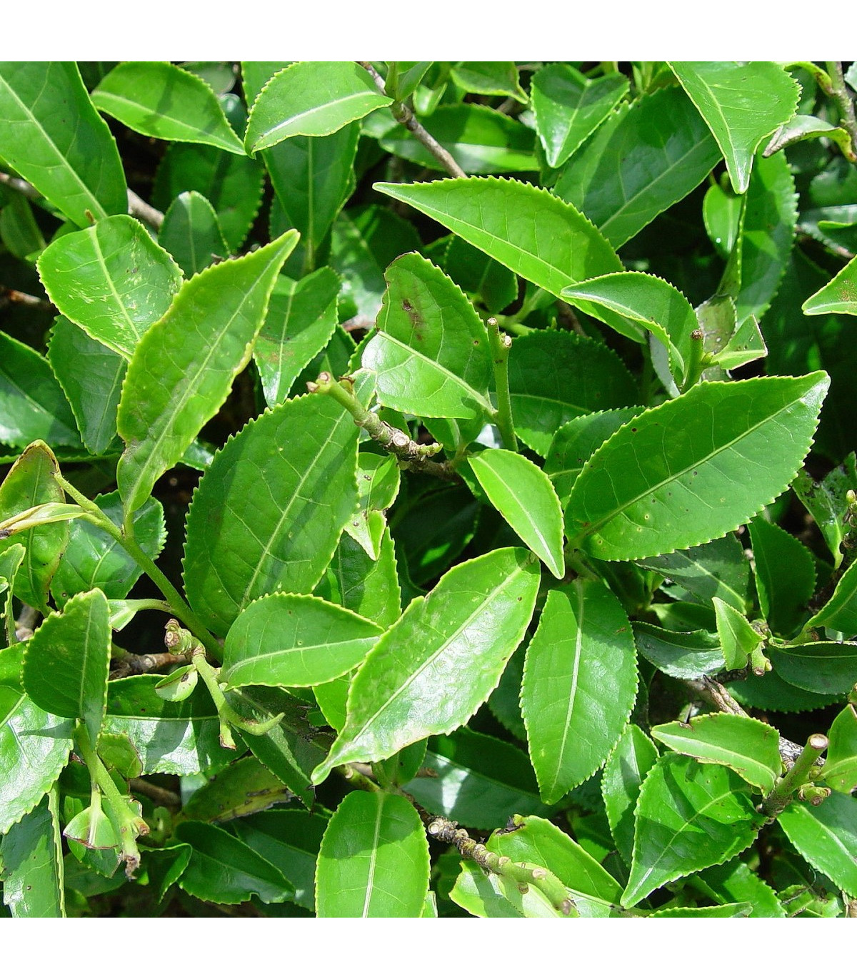 Black Tea Tree - Melaleuca bracteata - semená čajovníka - 20 ks