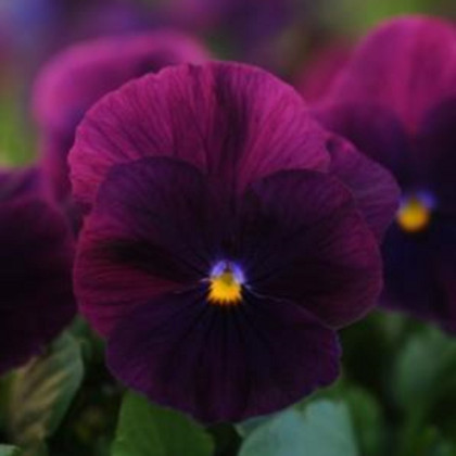 Sirôtka previsnutá Cool Wave Purple F1 - Viola x wittrockiana - semená sirôtky - 10 ks