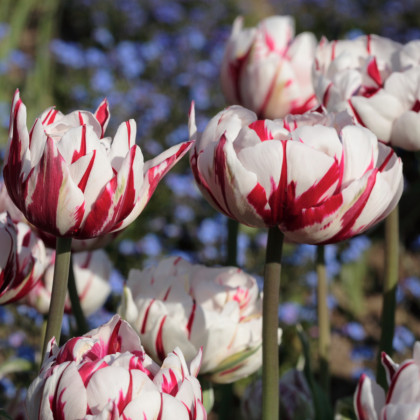 Tulipán - Carnaval de Nice - cibule tulipánů - prodej cibulovin - 4 ks