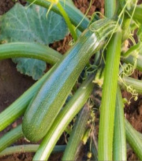 BIO Cuketa Zuboda - Cucurbita pepo - bio semená cukety - 8 ks