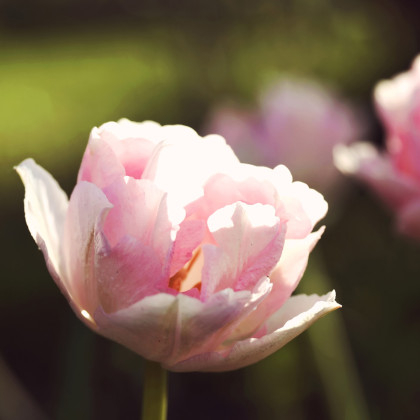 Tulipán Angelique - cibule tulipánů - podzimní cibuloviny - 4 ks