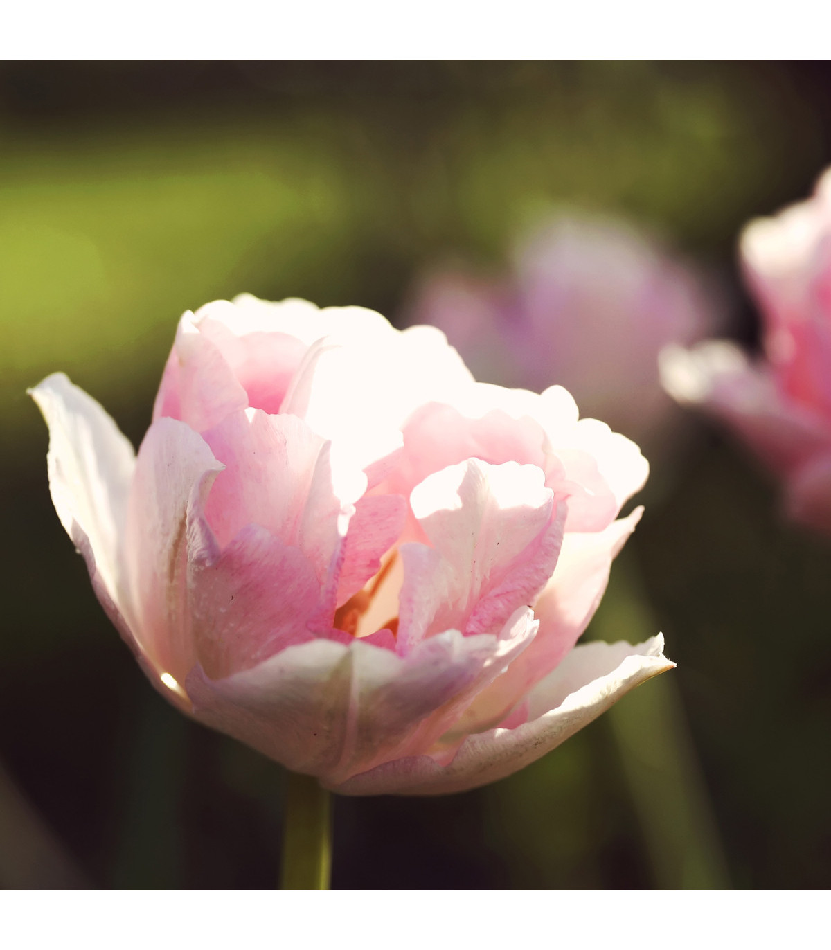 Tulipán Angelique - cibule tulipánů - podzimní cibuloviny - 4 ks