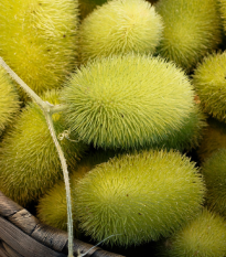 Uhorka Ježko - Cucumis dipsaceus - semená uhorky - 6 ks