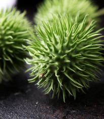 Uhorka okrasná - Cucumis hirsutus - semená uhorky - 6 ks