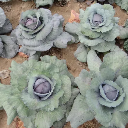 Kapusta hlávková červená Rufus - Brassica oleracea - semená kapusty - 150 ks