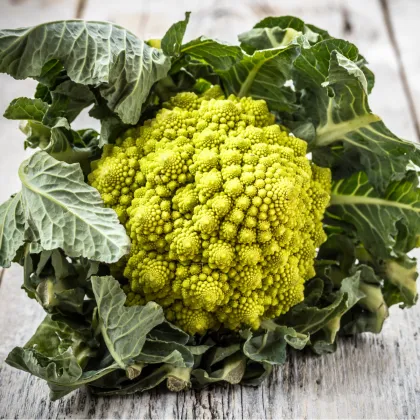 Karfiol Veronica - Brassica oleracea L. convar. botrys - semená karfiolu - 10 ks