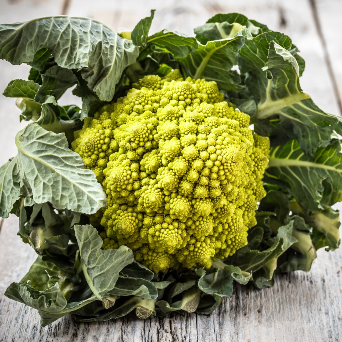 Karfiol Veronica - Brassica oleracea L. convar. botrys - semená karfiolu - 10 ks